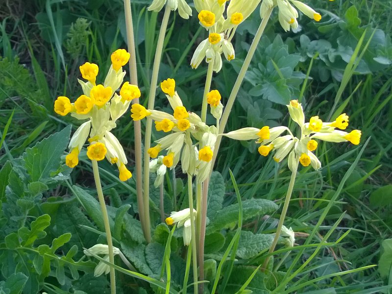 Walk to Well Bottom